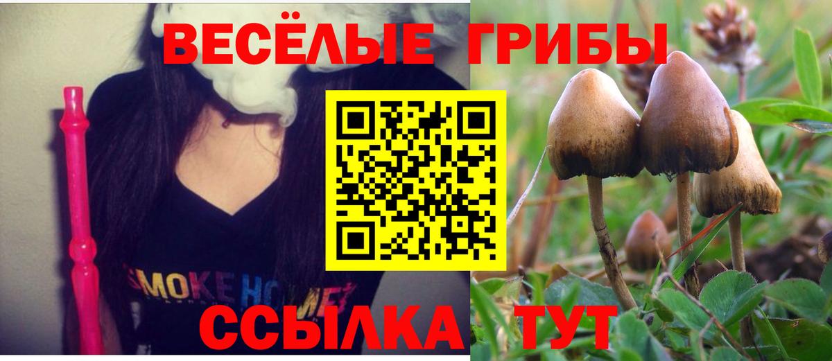 Псилоцибиновые грибы Psilocybine cubensis Майский
